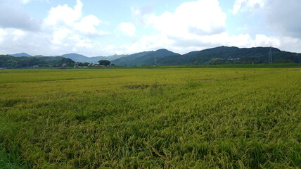 Obraz premium 水田と山 日本の夏の風景