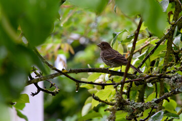 House Finch 01