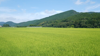 水田と山　日本の夏の風景