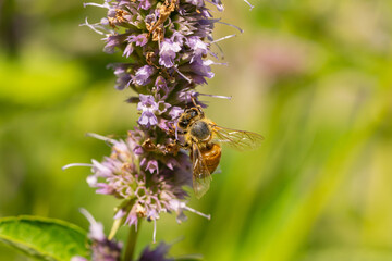 Honeybee Feeding on Anise Hyssop Flowers