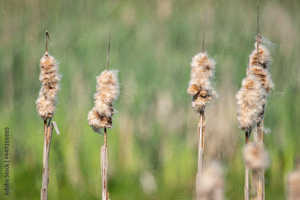 Wall mural close up of some fluffy cattail grasses in a open filed in the marshland