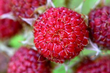 Red Raspberry Mandala 07
