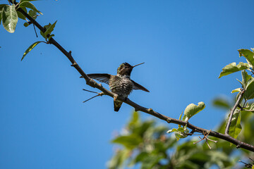 close up of a cute tiny hummingbird resting on a thin branch flipping its wings under the clear blue sky