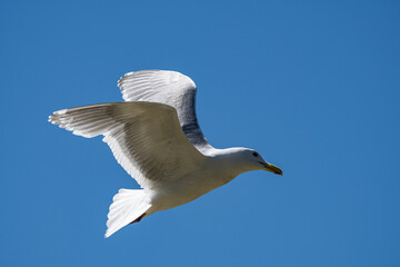 close up of a seagull flew over head under the clear blue sky