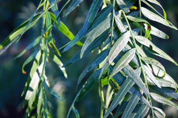 foliage in soft morning light