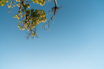 Árvore e o infinito do céu azul