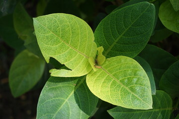 Pseuderanthemum Reticulatum (Japanese jasmine, melati jepang) with a natural background