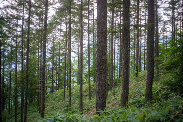 Fototapeta premium 山梨県北杜市の日向山を登山している風景 A view of climbing Mount Hyuga in Hokuto City, Yamanashi Prefecture.
