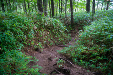 山梨県北杜市の日向山を登山している風景 A view of climbing Mount Hyuga in Hokuto City, Yamanashi Prefecture.