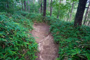 山梨県北杜市の日向山を登山している風景 A view of climbing Mount Hyuga in Hokuto...