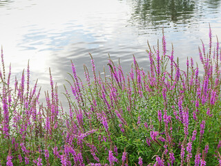 Pink lilac flowers Purple loosestrife Lythrum salicaria by the pond with reflection of clouds, copy space