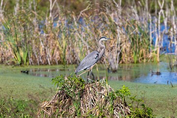 Great Blue Heron