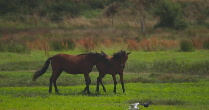 Young horses rear up and bite while gull birds fly by slow motion