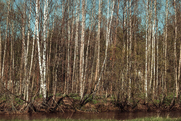 White birch trees in the forest . High quality photo
