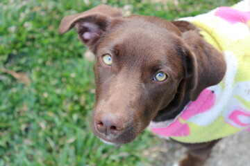Cachorro Marrom