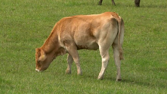 Brown Calf grazing green grass in the meadow on a sunny day