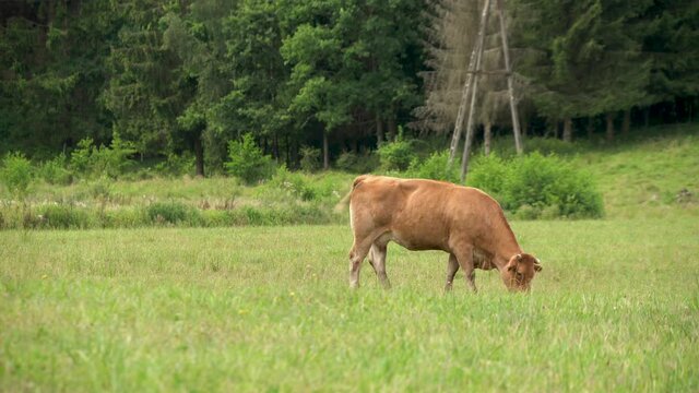 One Brown Cow grazing in the green grass field near the forest eating fresh grass in Zielenica, Poland