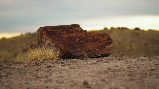 Giant wood log at Petrified Forest National Park in Arizona