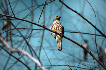 hawk on a branch