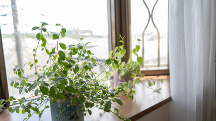 出窓の観葉植物。