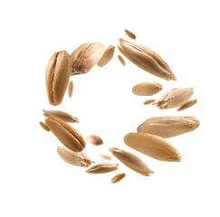 Oat grains levitate on a white background