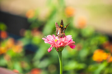 bee on flower