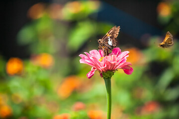 butterfly on flower