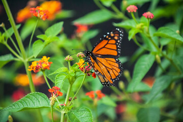 butterfly on flower