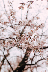 Early cherry blossom bloom in Tokyo