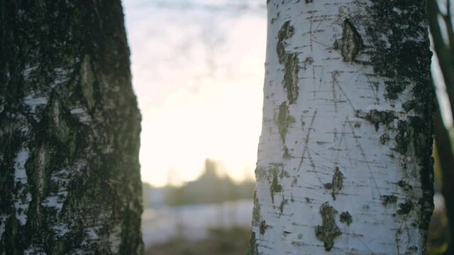 Betula pendula birch with scratched bark, Nordic winter sunset background - tracking view