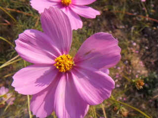 Fototapeta premium Pink cosmos flowers in autumn