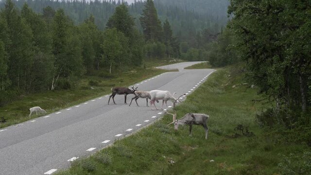 Group of Reindeers cross the road in Scandinavia. deers stop in the middle of the road eating in rural area of Sweden