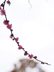 梅の花が咲いた枝