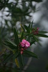 flower in the rain