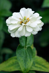 Zinnia elegans flower, white zinnia close - up view