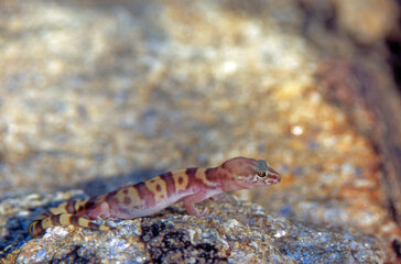 Western Banded Gecko (Coleonyx variegatus)