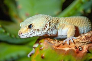 Leopard Gecko (Eublepharis macularius)