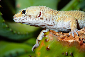 Leopard Gecko (Eublepharis macularius)