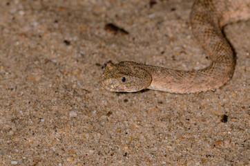 Tiger Rattlesnake (Crotalus tigris)