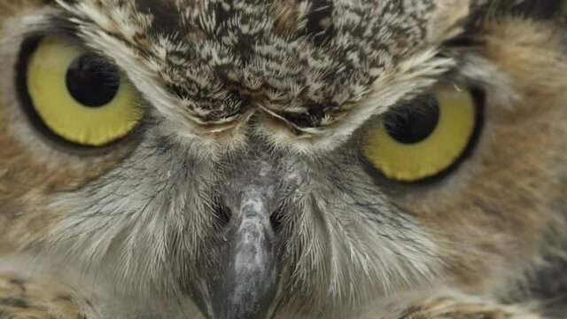Macro great horned owl face close up