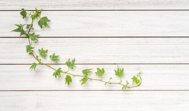 ivy on white painted wooden board, background image