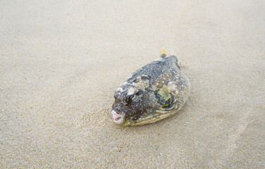 Dead puffer fish on the beach,Water pollution concept.