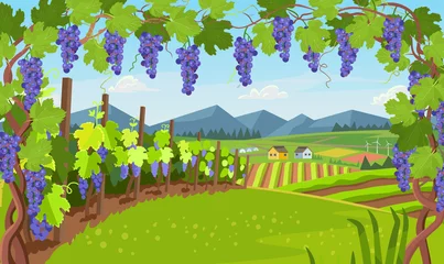 Poster Landscape with of vineyard. Background village with fields of greenhouses and grapes in the foreground. landscape with hills, meadows, blue sky. Vector banner for  winemaking, harvesting. © NADEZHDA