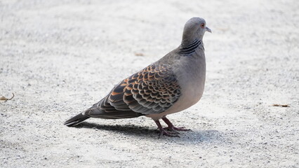 オレンジ色がきれいなキジバト