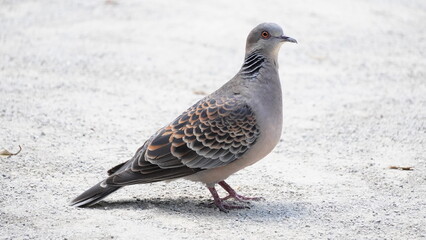 オレンジ色がきれいなキジバト