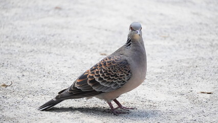 オレンジ色がきれいなキジバト