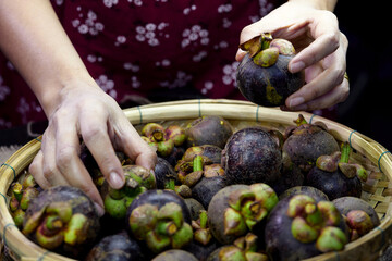 woman hands selective mangosteen fruits from wicker basket