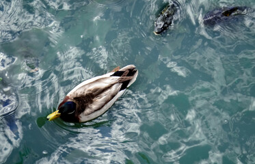 duck in the water with a following fish