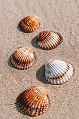 Summer concept background with seashells, shells on sand tropical sea beach. Design of summer vacation holiday concept.