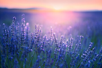 Lavender flowers at sunset in Provence, France. Macro image, shallow depth of field. Beautiful summer nature background